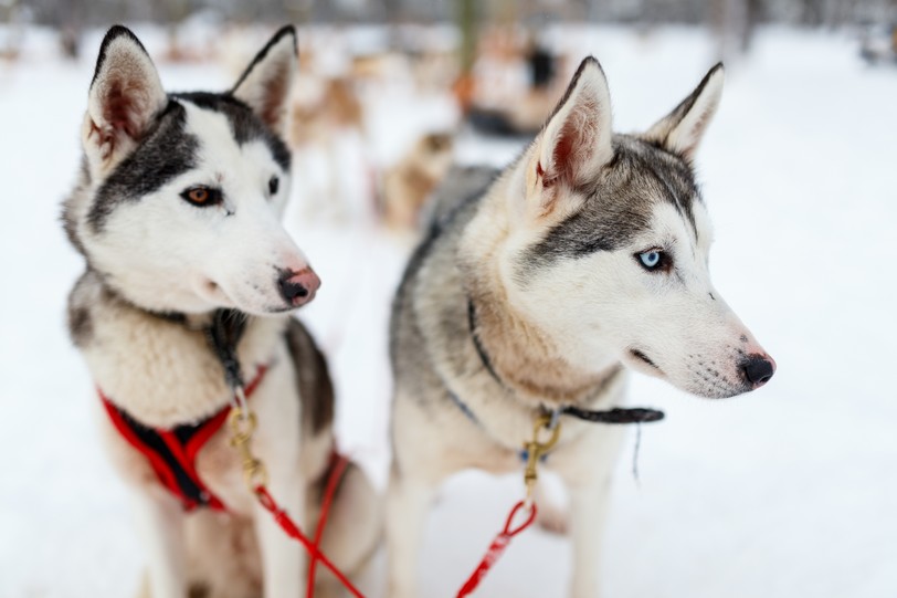 Sledding with husky dogs in Lapland Finland shutterstock_762883747.JPG
