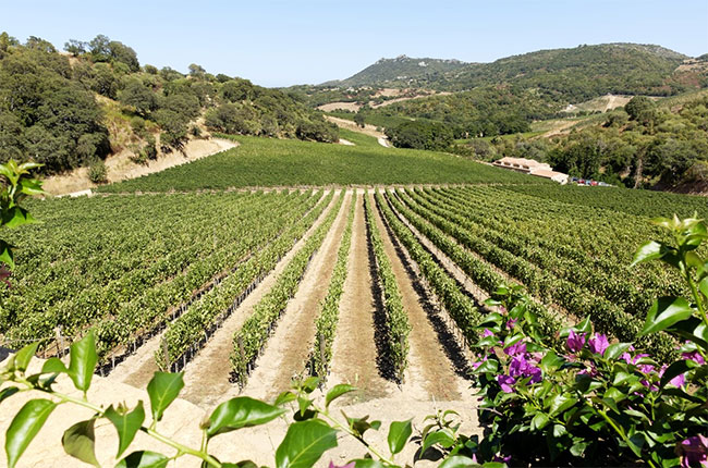 Sardinia-Suddura-Stazzo-vineyard-Dino-Dini.jpg