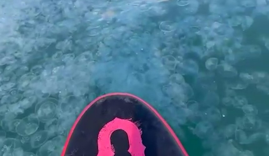 Нашествие медуз в Анапе удивило туристов 