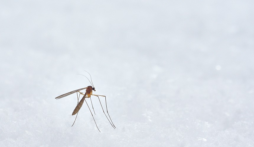 Туристы на российском юге жалуются на нашествие комаров